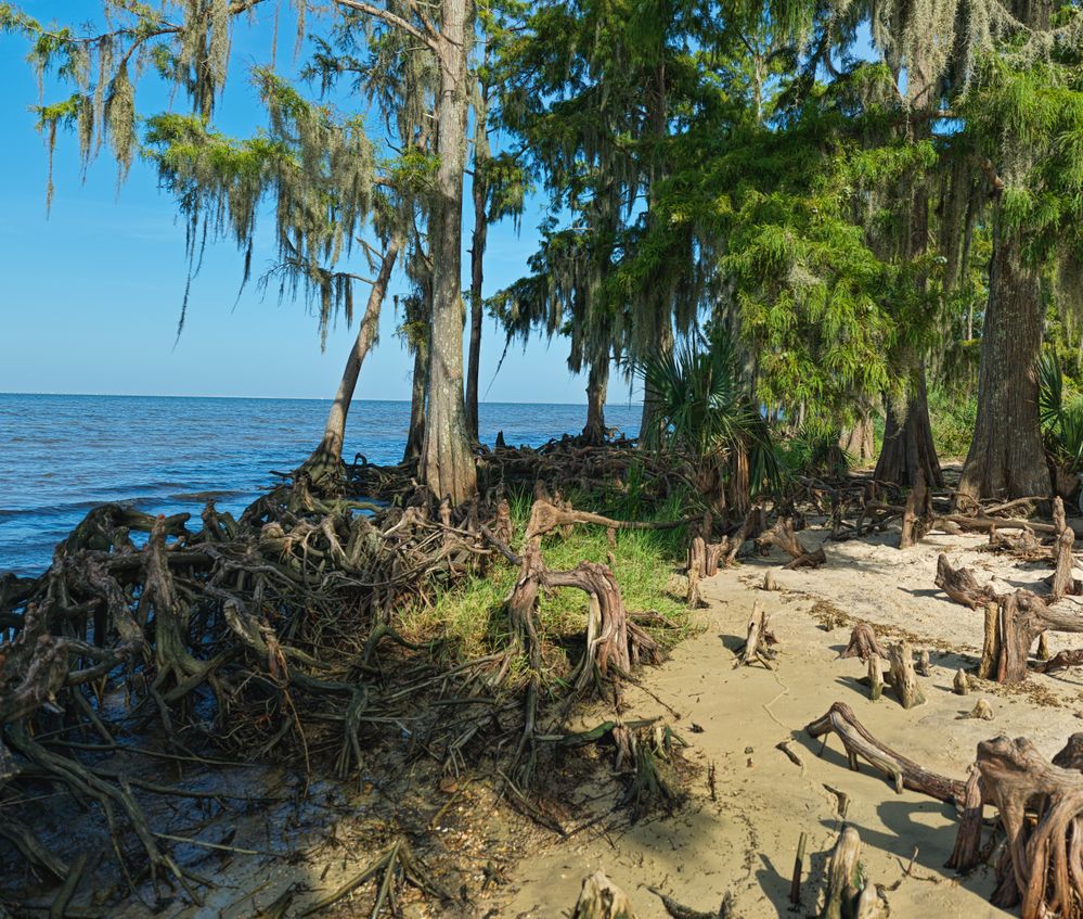 Roots of the lake