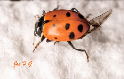 Tiny Lady Bug@0.75x.jpg