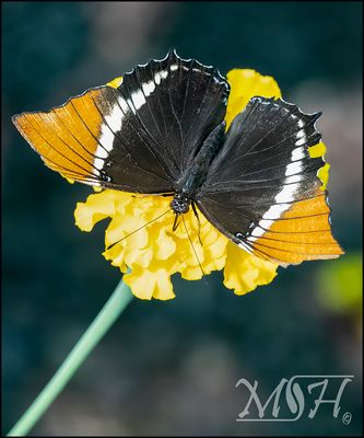 55632_Rusty-tipped page.jpg