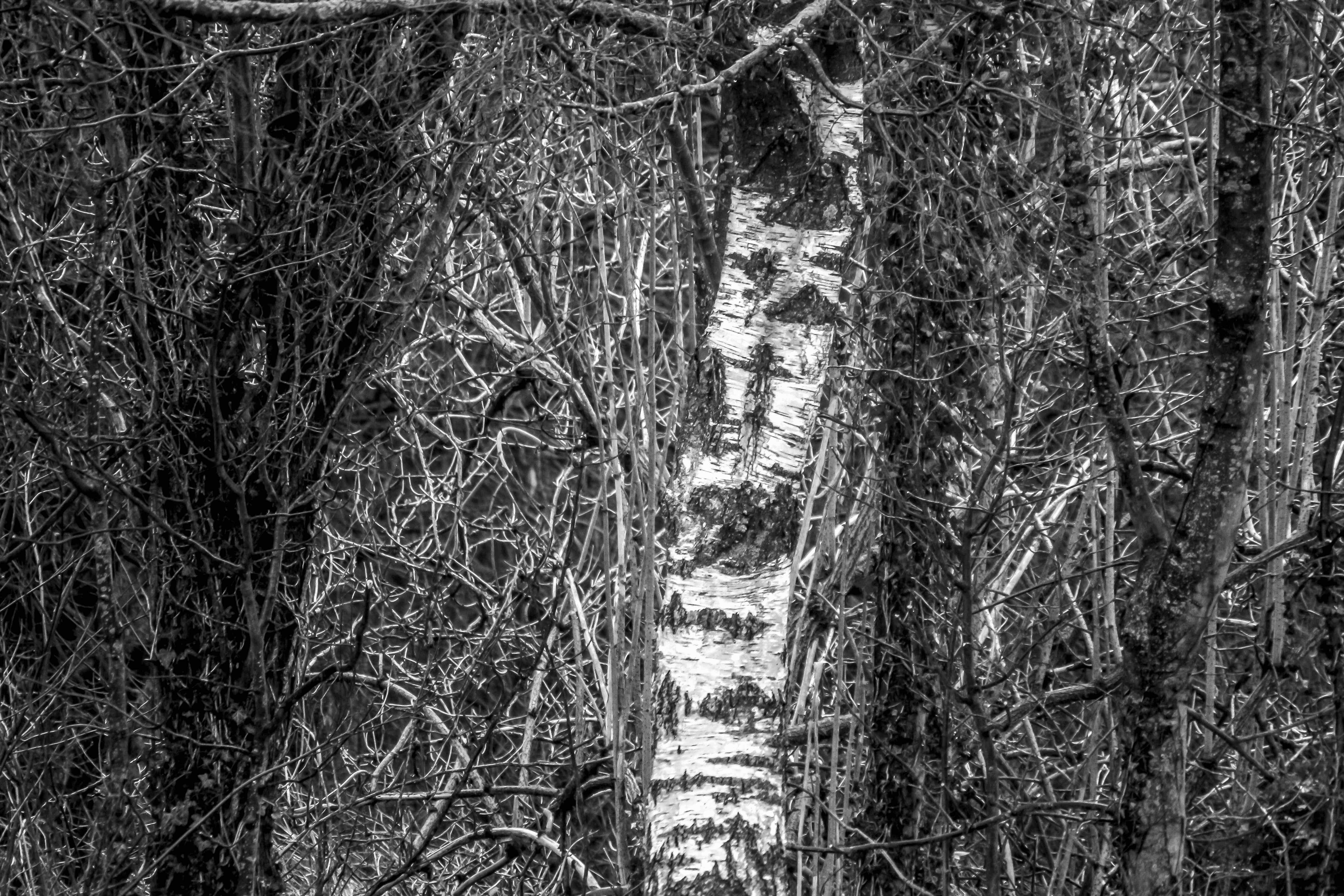 wood tree.jpg