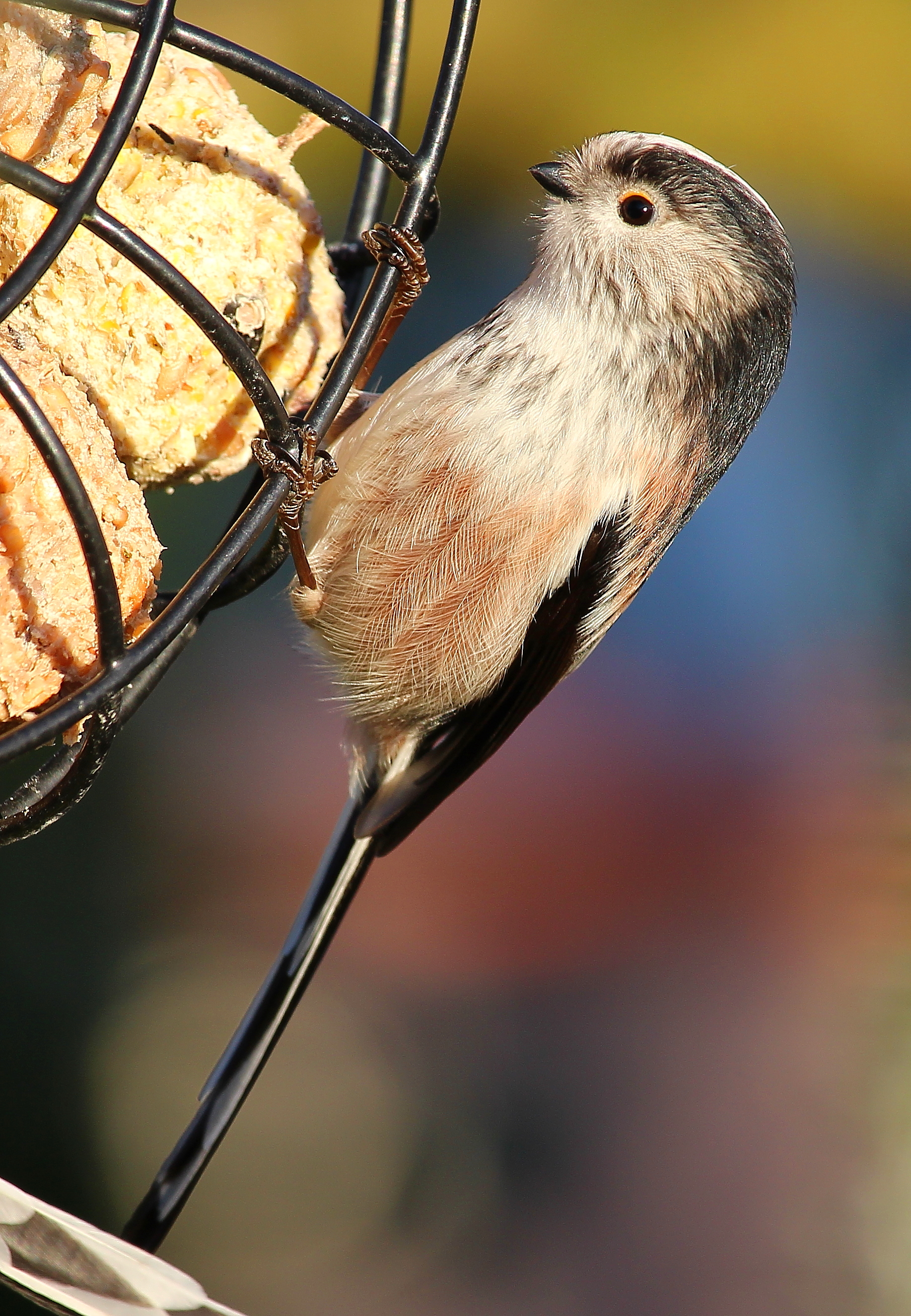 lone birdy.JPG