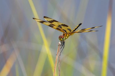 20250812-Canon EOS R6m2-063.jpg