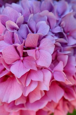 Split color pink and purple hydrangea macro