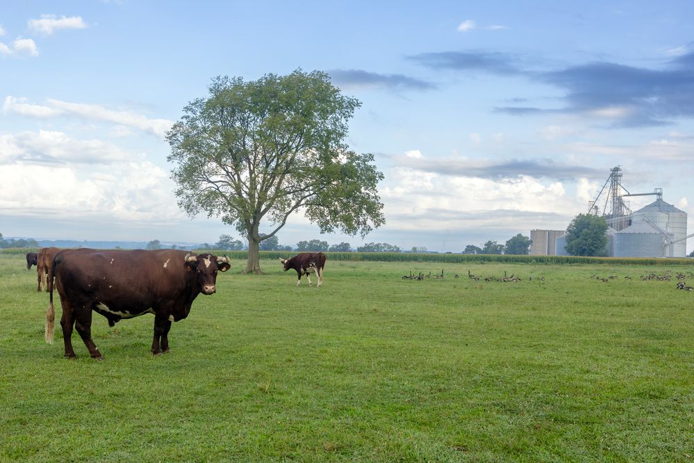 Sunrise on the farm. Canon R6II, 35mm lens