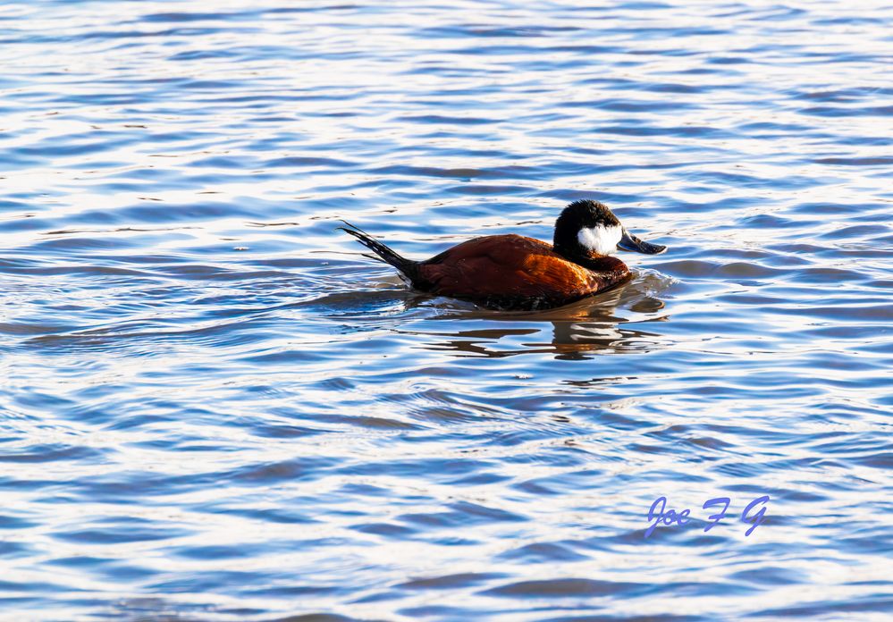 Male Ruddy Duck R5 Mark II & RF200-800mm F6.3-9 IS USM