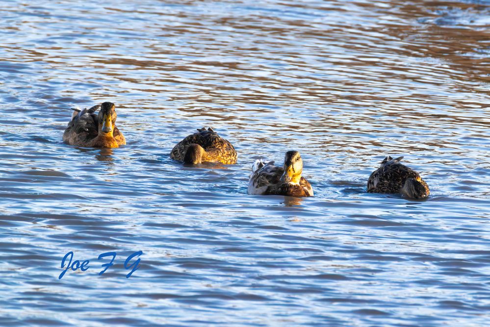 Mallard Ducks R5 Mark II & RF200-800mm F6.3-9 IS USMIS USM