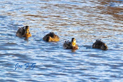 Mallard Quartet@0.75x.jpg