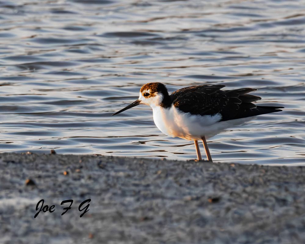 Young Black-neck Stilt   R5 Mark II & RF200-800mm F6.3-9 IS US<
