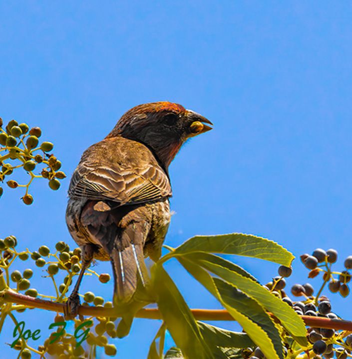 House Finch having a snack R6 Mark II   RF200-800mm f6.3-9 IS USM