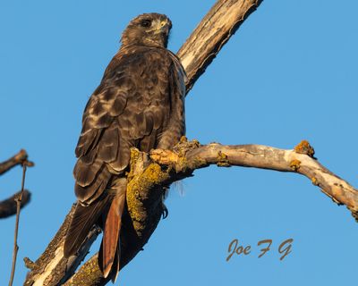 Red-tailed Hawk.jpg
