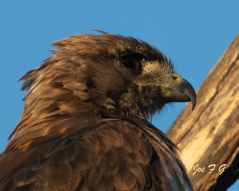 Red-tailed Hawk R Profile R5 MRK2  RF200-800mm IS USM