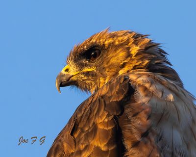 Red-tailed Hawk  L Profile.jpg