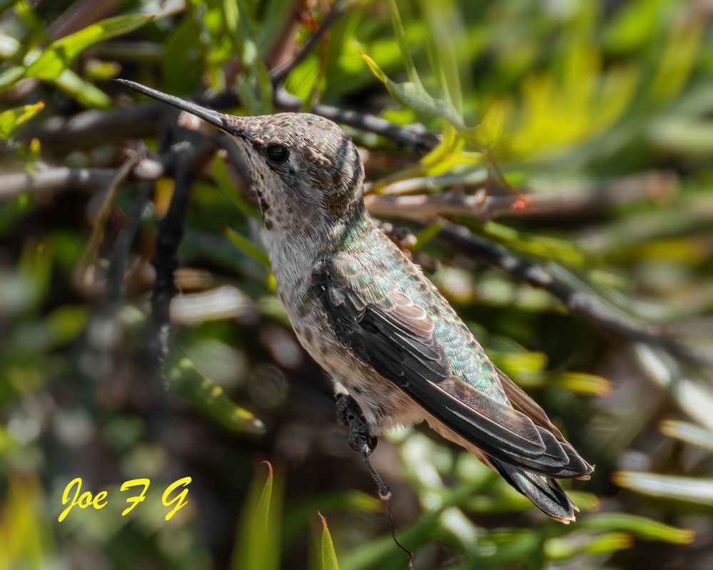 Calliope Hummingbird  R5 MRK2 & RF200-800mm IS USM