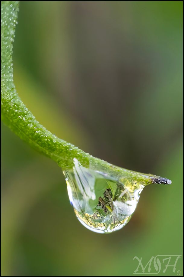 R6 MkII - RF 100 2.8 Macro @ f13 -1/125sec