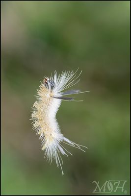 7959_Swinging Banded Tussock Caterpillar.jpg