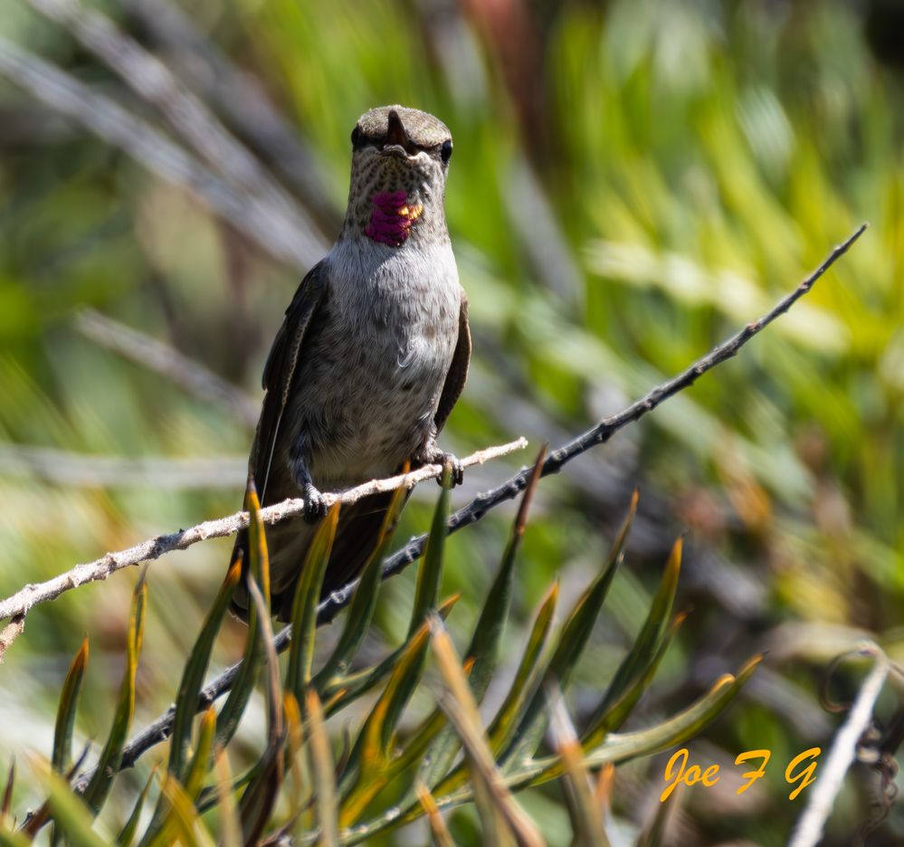 Male Calliope  R5 MRK2 & RF200-800mm IS USM