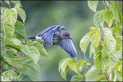 55901_Western Bluebird flight.jpg