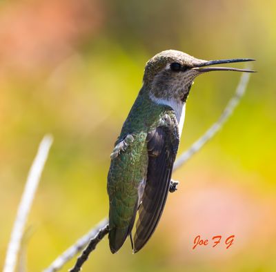 Calliope Hummingbird 2.jpg
