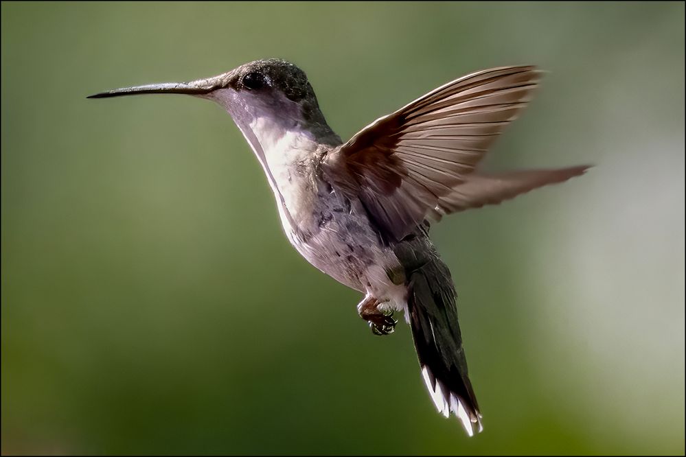 R5 - RF 200-800mm f13 @ 1/3200 sec