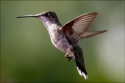 55750_Hummer.jpg
