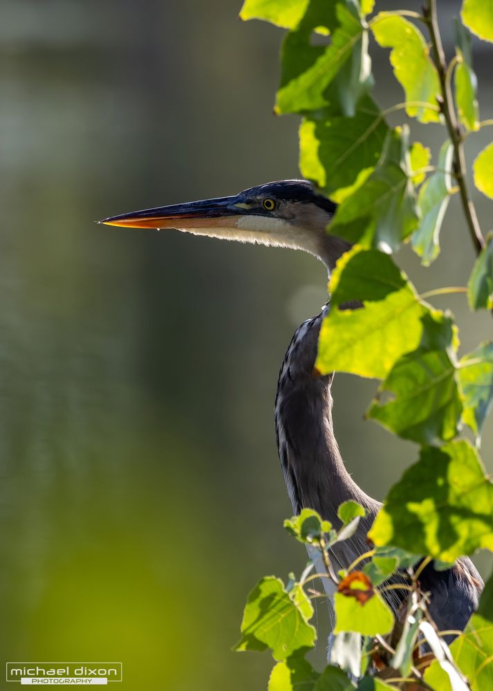 heron_great-blue_sepulveda_25_09_01_L0A1494.jpg