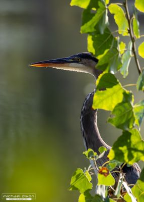 heron_great-blue_sepulveda_25_09_01_L0A1494.jpg