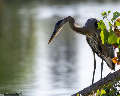 heron_great-blue_sepulveda_25_09_01_L0A1570.jpg