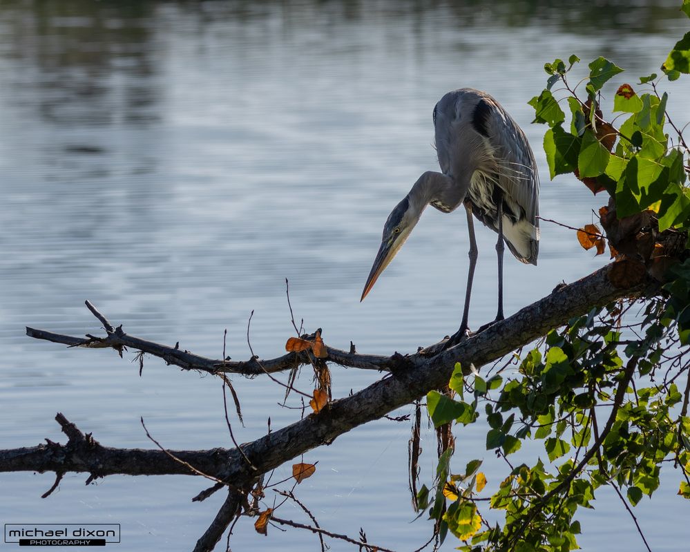 heron_great-blue_sepulveda_25_09_01_L0A1676.jpg