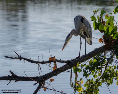 heron_great-blue_sepulveda_25_09_01_L0A1676.jpg