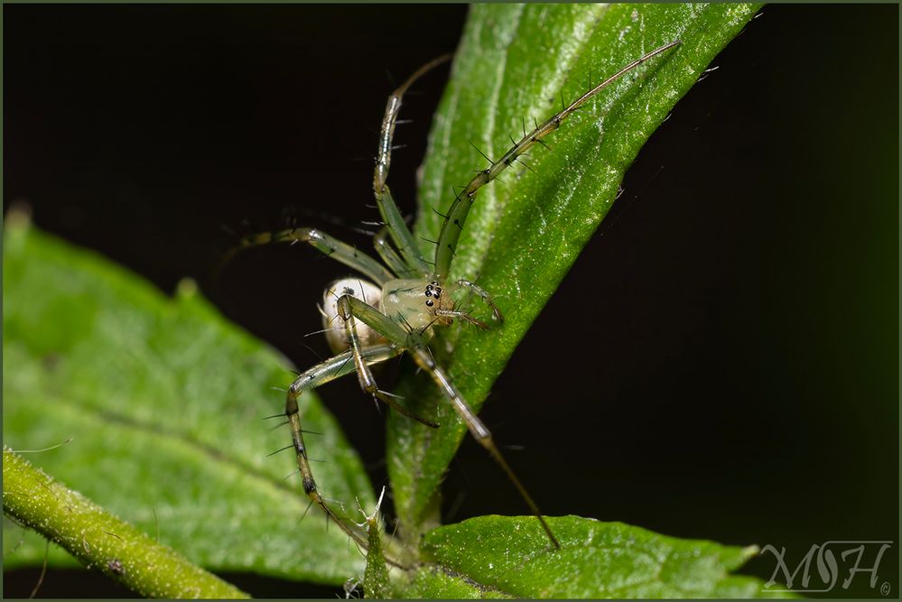 56111_Green Lynx Spider.jpg