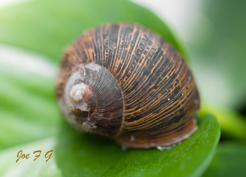 Escargot  R6 MRK2  RF100mm F2.8 L Macro IS USM