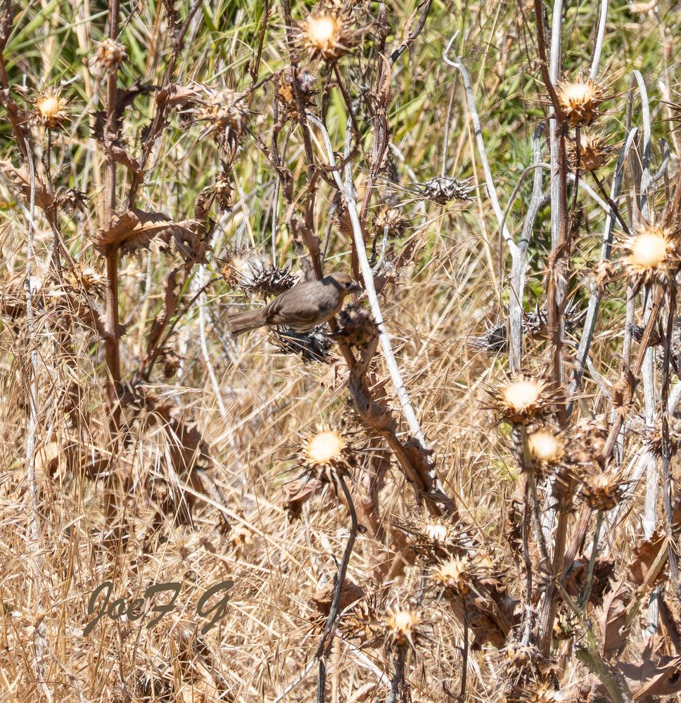 Where's Waldo  R6 Mark II & RF200-800mm F6.3-9 IS USM