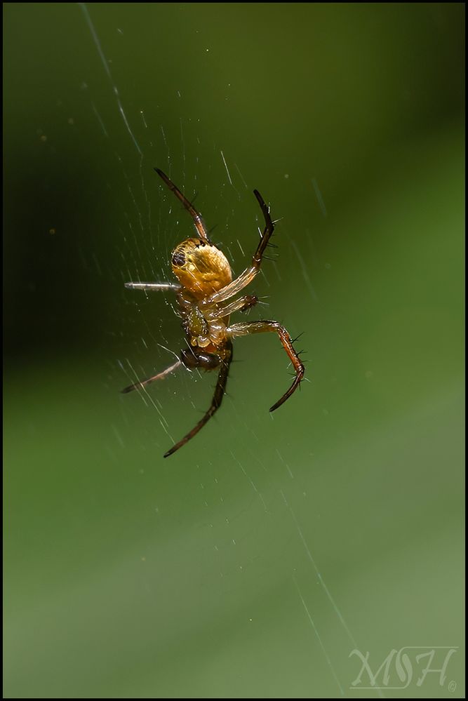 56146_Leaf Curling Spider.jpg