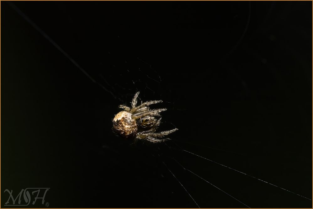 56290_White-winged Orbweaver.jpg