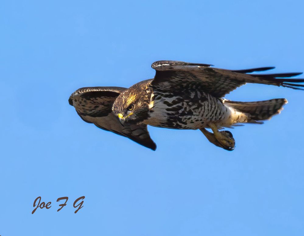 Peregrine Falcon R5 Mark II & RF200-800mm IS USM