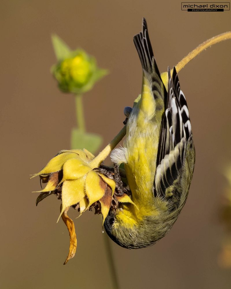 goldfinch_lesser_sepulveda_25_09_01_L0A0274.jpg