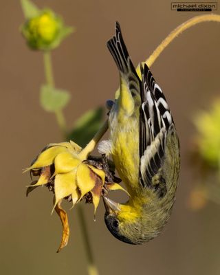 goldfinch_lesser_sepulveda_25_09_01_L0A0268.jpg