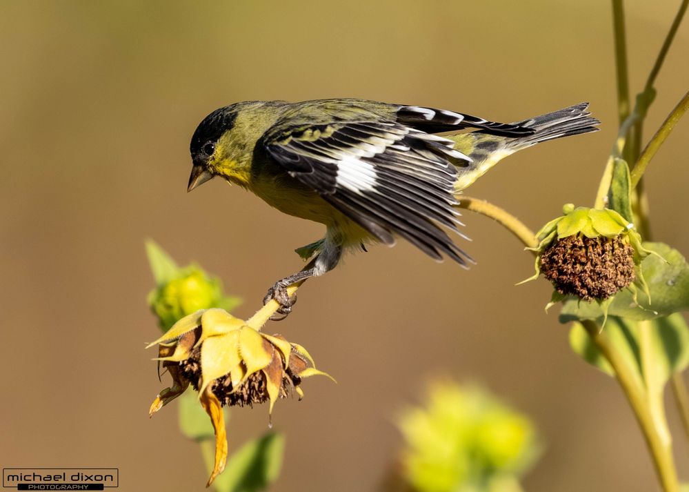 goldfinch_lesser_sepulveda_25_09_01_L0A0214.jpg