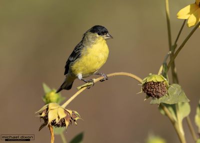 goldfinch_lesser_sepulveda_25_09_01_L0A0203.jpg