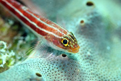 Animalia Chordata Vertabrata Actinopterygii Fish Triplefins Tripterygiidae Helcogramma striatum Striped Triplefin IMG_9012.JPG