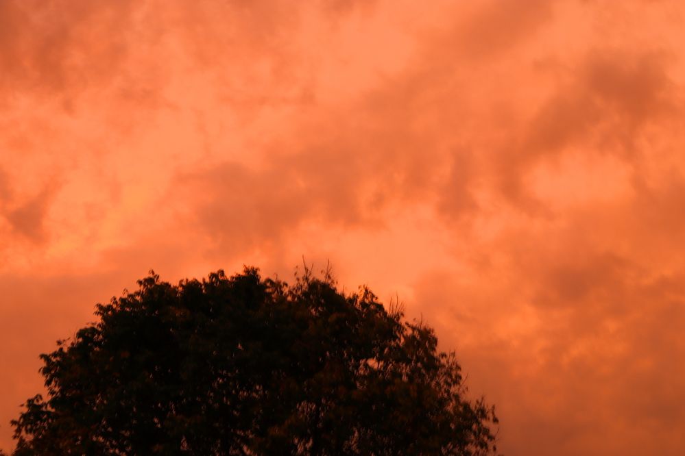 orange.JPG