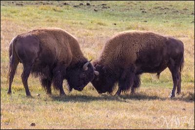 58133_Bison Fighting.jpg