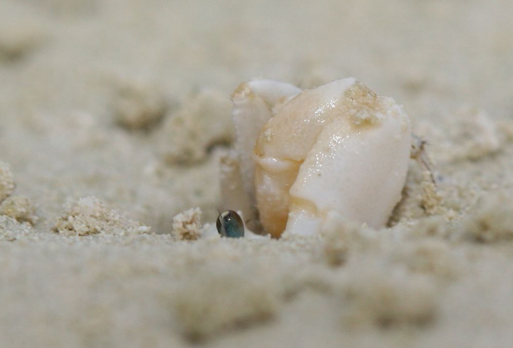 Animalia Arthropoda Crustacea Malacostraca Decapoda Brachyura Ocypodoidea Ocypodidae Uca perplexa IMG_0954-1.jpg