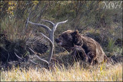 59091_Grizzly Eating.jpg