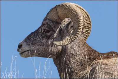 MHR56753_Longhorn Portrait.jpg