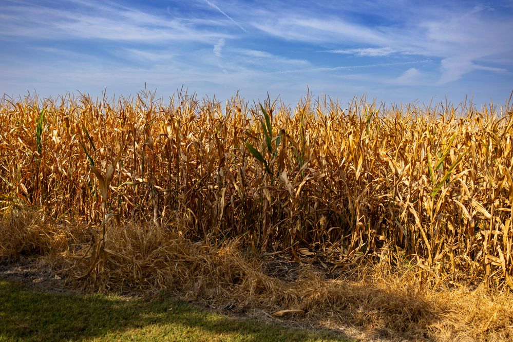 Dried corn field. Canon R6II 35mm