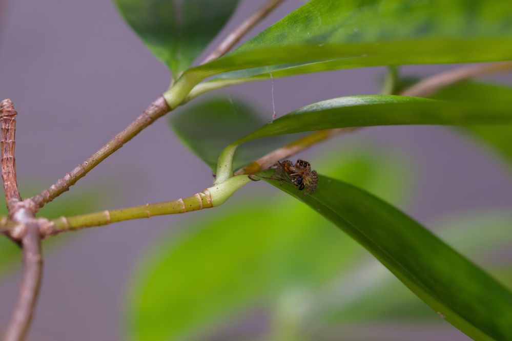Animalia Arthropoda Chelicerata Arachnida Araneae Araneomorphae Salticidae Salticinae Hyllus_377A1065_DxO_DxO.jpg