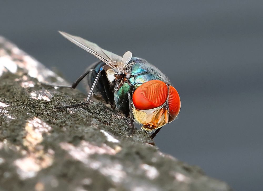 Green Bottle Fly Macro-1a.JPG