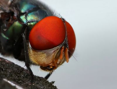 Green Bottle Fly Macro-2-2-a.JPG
