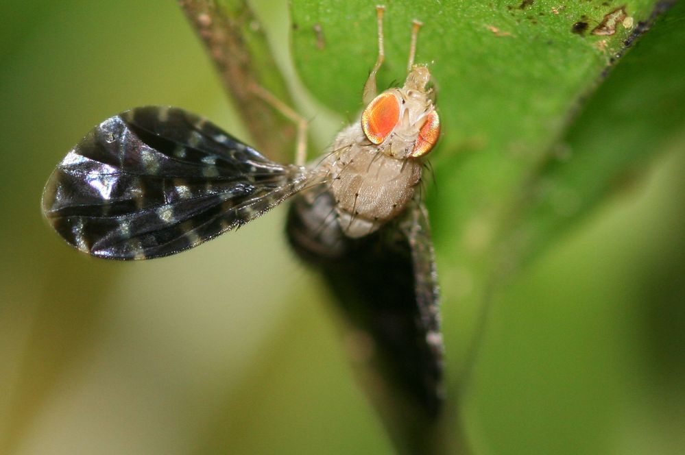 Animalia Arthropoda Insecta Diptera Tephritidae Dacinae Dacini Bactrocera IMG_1658-1.jpg
